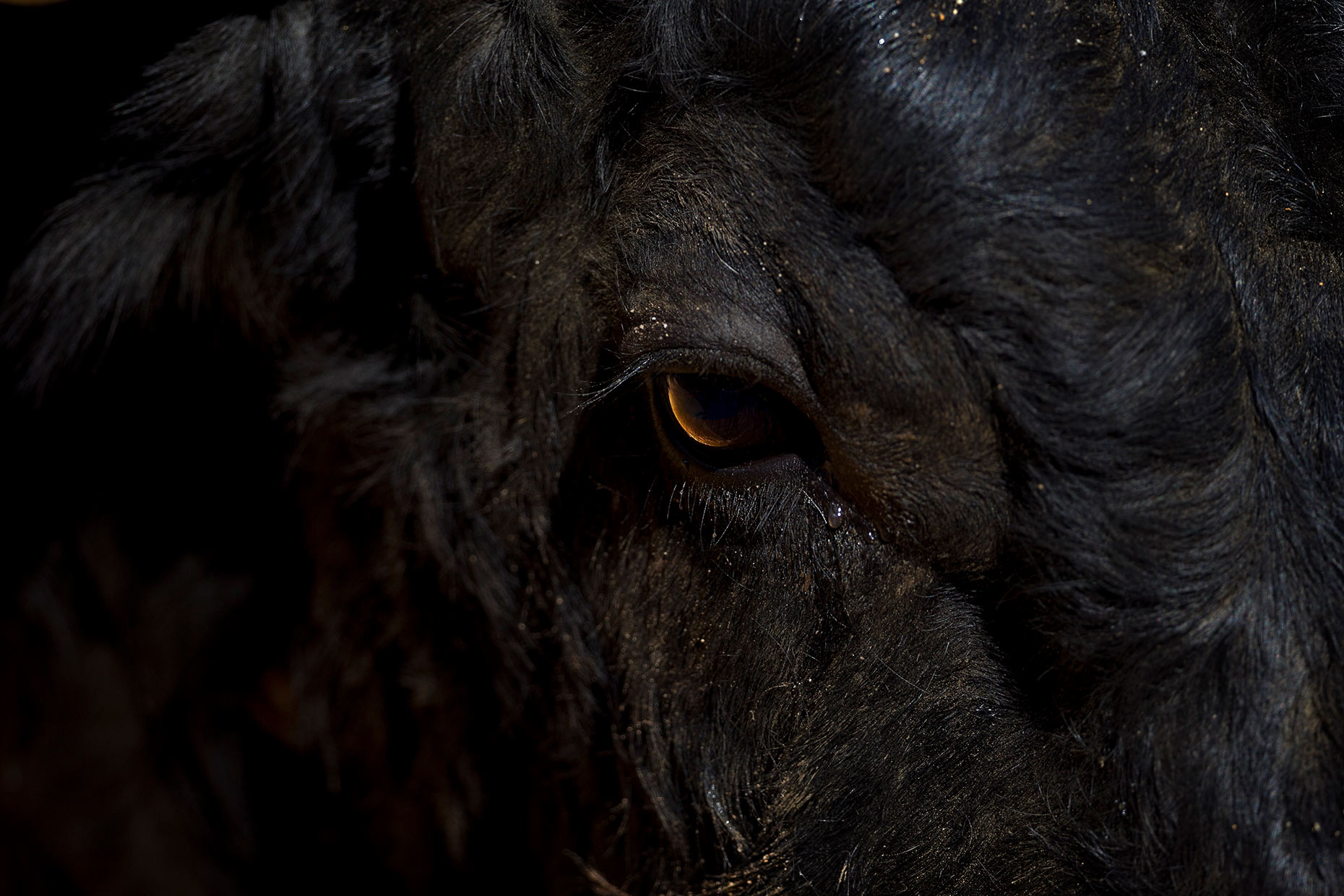 DO_TAUROMAQIA274